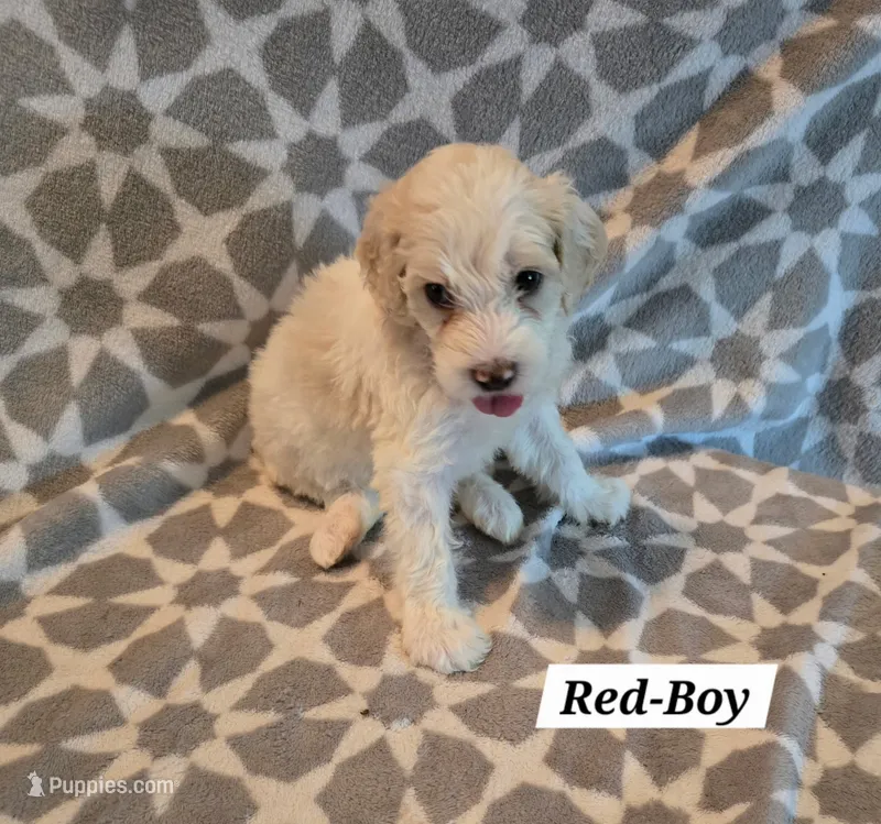 Red – Bernedoodle, Poodle - Standard  puppy for sale in Columbia, IL