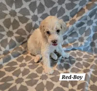Red, a male Bernedoodle and Poodle - Standard  for sale in Columbia, IL – 1 of 8