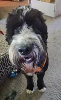 Light Blue, a female Bernedoodle and Poodle - Standard  for sale in Columbia, IL – 6 of 8