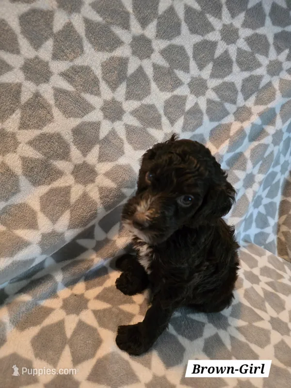 Brown – Bernedoodle, Poodle - Standard  puppy for sale in Columbia, IL