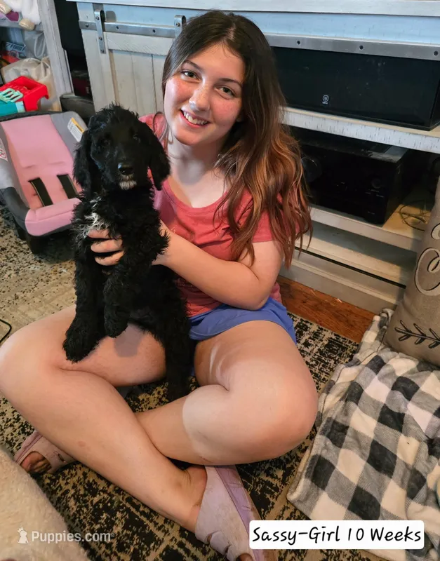 Sassy – Bernedoodle, Poodle - Standard  puppy for sale in Columbia, IL