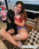 Sassy, a female Bernedoodle and Poodle - Standard  for sale in Columbia, IL – 1 of 10