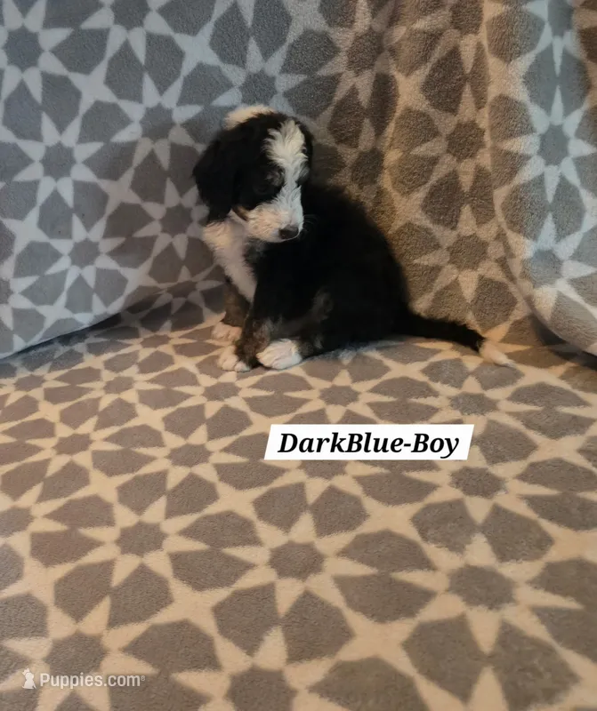 Dark Blue – Bernedoodle, Poodle - Standard  puppy for sale in Columbia, IL