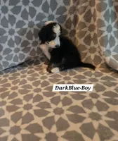 Dark Blue, a male Bernedoodle and Poodle - Standard  for sale in Columbia, IL – 1 of 6