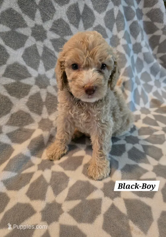 Black – Bernedoodle, Poodle - Standard  puppy for sale in Columbia, IL