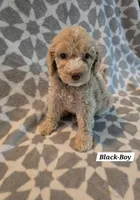 Black, a male Bernedoodle and Poodle - Standard  for sale in Columbia, IL – 1 of 8