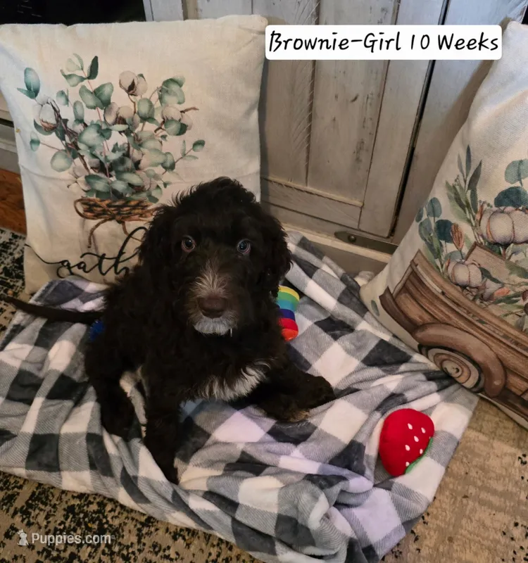 Brownie – Bernedoodle, Poodle - Standard  puppy for sale in Columbia, IL