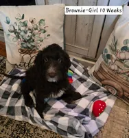 Brownie, a female Bernedoodle and Poodle - Standard  for sale in Columbia, IL – 1 of 10