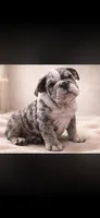english bulldog, a male English Bulldog for sale in Corpus Christi, TX – Photo 3 of 3