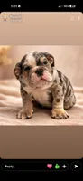 english bulldog, a male English Bulldog for sale in Corpus Christi, TX – Photo 2 of 3