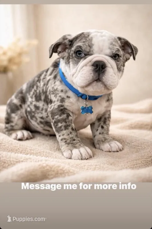 english bulldog – English Bulldog puppy for sale in Corpus Christi, TX