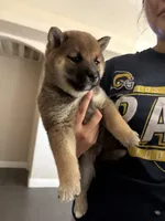 Bear , a female Shiba Inu for sale in Victorville, CA – 2 of 6