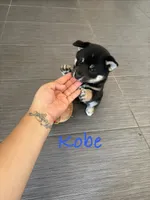 Kobe, a male Shiba Inu for sale in Victorville, CA – 3 of 6