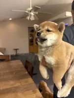 Yumi, a female Shiba Inu for sale in Victorville, CA – 3 of 4