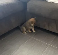 Bear , a female Shiba Inu for sale in Victorville, CA – 6 of 6