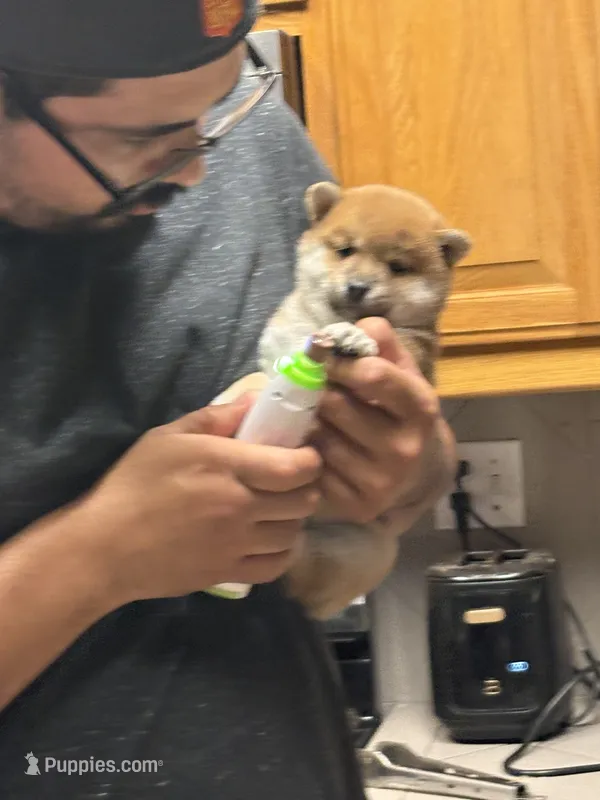 Honey  – Shiba Inu puppy for sale in Victorville, CA