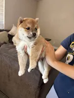 Nala , a female Shiba Inu for sale in Victorville, CA – 2 of 5