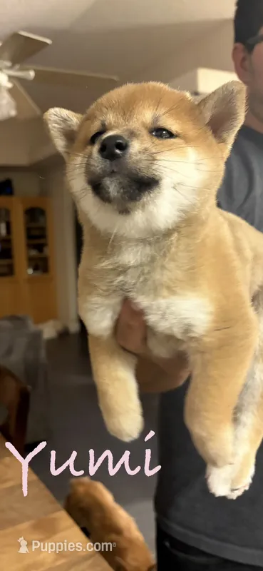 Yumi – Shiba Inu puppy for sale in Victorville, CA