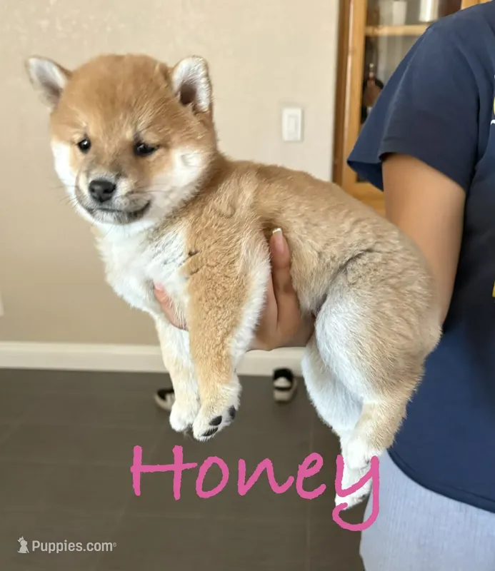 Honey  – Shiba Inu puppy for sale in Victorville, CA