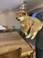 Yumi, a female Shiba Inu for sale in Victorville, CA – 4 of 4