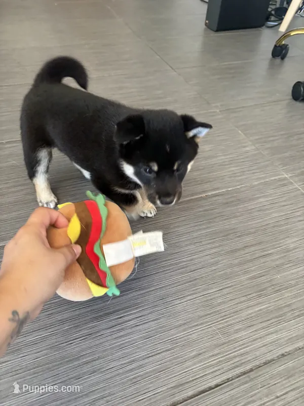 Kobe – Shiba Inu puppy for sale in Victorville, CA