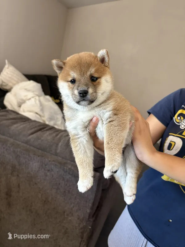 Nala  – Shiba Inu puppy for sale in Victorville, CA