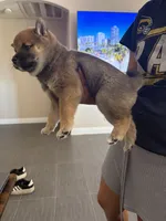 Bear , a female Shiba Inu for sale in Victorville, CA – 3 of 6