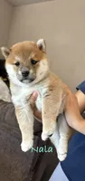 Nala , a female Shiba Inu for sale in Victorville, CA – 3 of 5