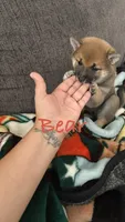 Bear , a female Shiba Inu for sale in Victorville, CA – 4 of 6
