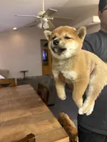 Yumi, a female Shiba Inu for sale in Victorville, CA – 2 of 4
