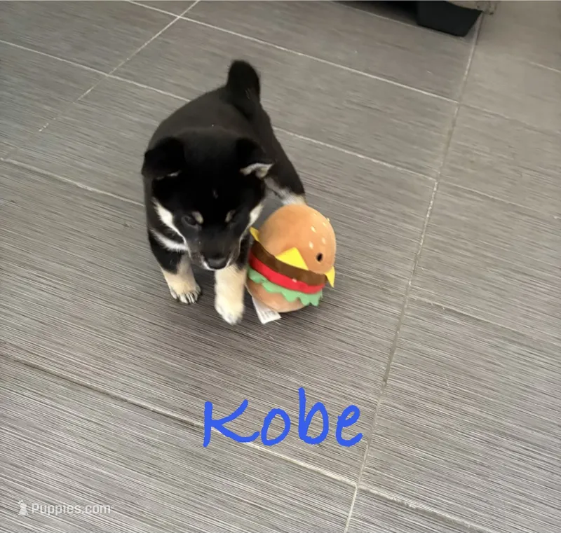 Kobe – Shiba Inu puppy for sale in Victorville, CA