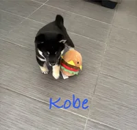 Kobe, a male Shiba Inu for sale in Victorville, CA – 2 of 6