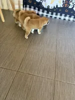 Nala , a female Shiba Inu for sale in Victorville, CA – 5 of 5