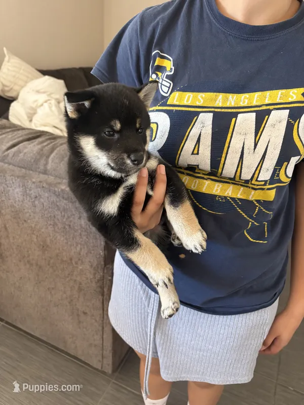 Kobe, a male Shiba Inu for sale in Victorville, CA – 1 of 6