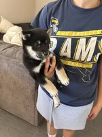 Kobe, a male Shiba Inu for sale in Victorville, CA – 1 of 6
