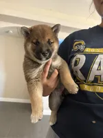 Bear , a female Shiba Inu for sale in Victorville, CA – 1 of 6