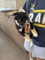 Kobe, a male Shiba Inu for sale in Victorville, CA – 6 of 6