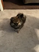 BEAR, a female Pomeranian for sale in Albuquerque, NM – Photo 2 of 3