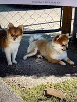 BEAR, a female Pomeranian for sale in Albuquerque, NM – Photo 3 of 3