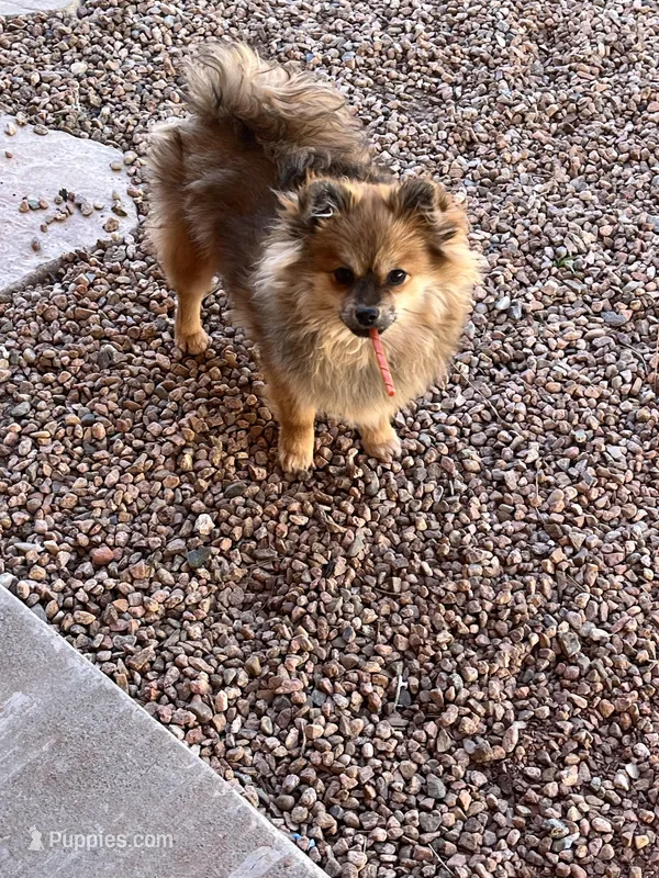 BEAR – Pomeranian puppy for sale in Albuquerque, NM