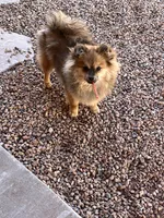 BEAR, a female Pomeranian for sale in Albuquerque, NM – Photo 1 of 3
