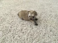 MALE PUPPY, a male Pomeranian for sale in Albuquerque, NM – Photo 2 of 4