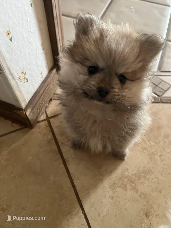 LUCKY- NEW PRICE REDUCED  – Pomeranian puppy for sale in Albuquerque, NM