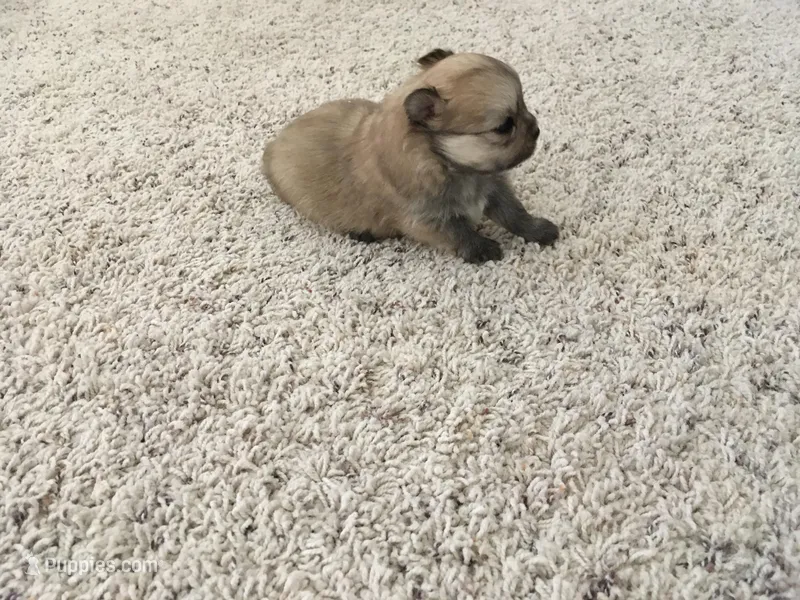 MALE PUPPY – Pomeranian puppy for sale in Albuquerque, NM