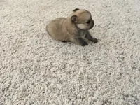 MALE PUPPY, a male Pomeranian for sale in Albuquerque, NM – Photo 1 of 4