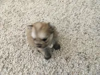 MALE PUPPY, a male Pomeranian for sale in Albuquerque, NM – Photo 3 of 4