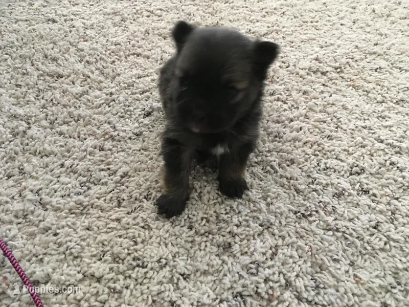 FEMALE PUPPY – Pomeranian puppy for sale in Albuquerque, NM