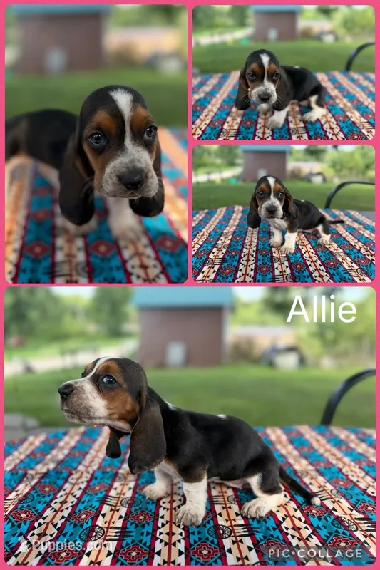 Allie – Basset Hound puppy for sale in Osceola, IA