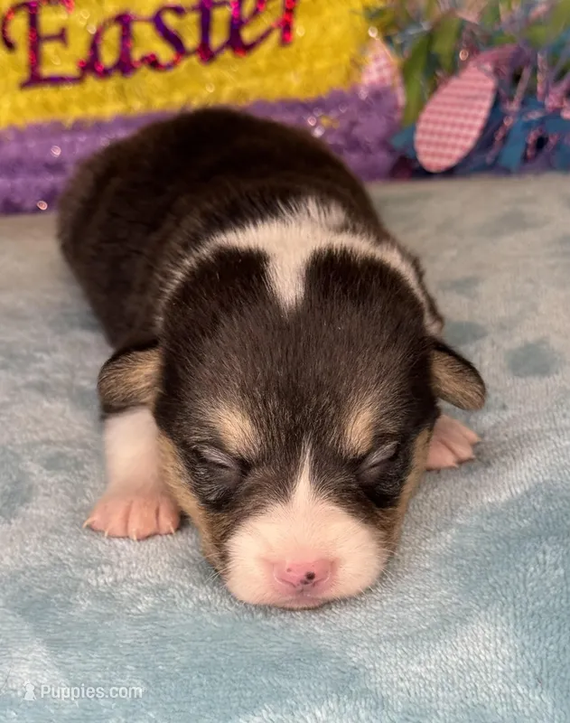 Blue collar  – Pembroke Welsh Corgi puppy for sale in Osceola, IA