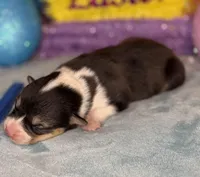 Blue collar , a female Pembroke Welsh Corgi for sale in Osceola, IA – Photo 6 of 6
